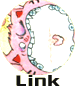 Link